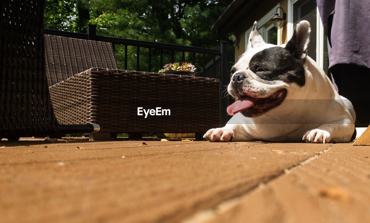 PORTRAIT OF DOG RELAXING AT ROADSIDE