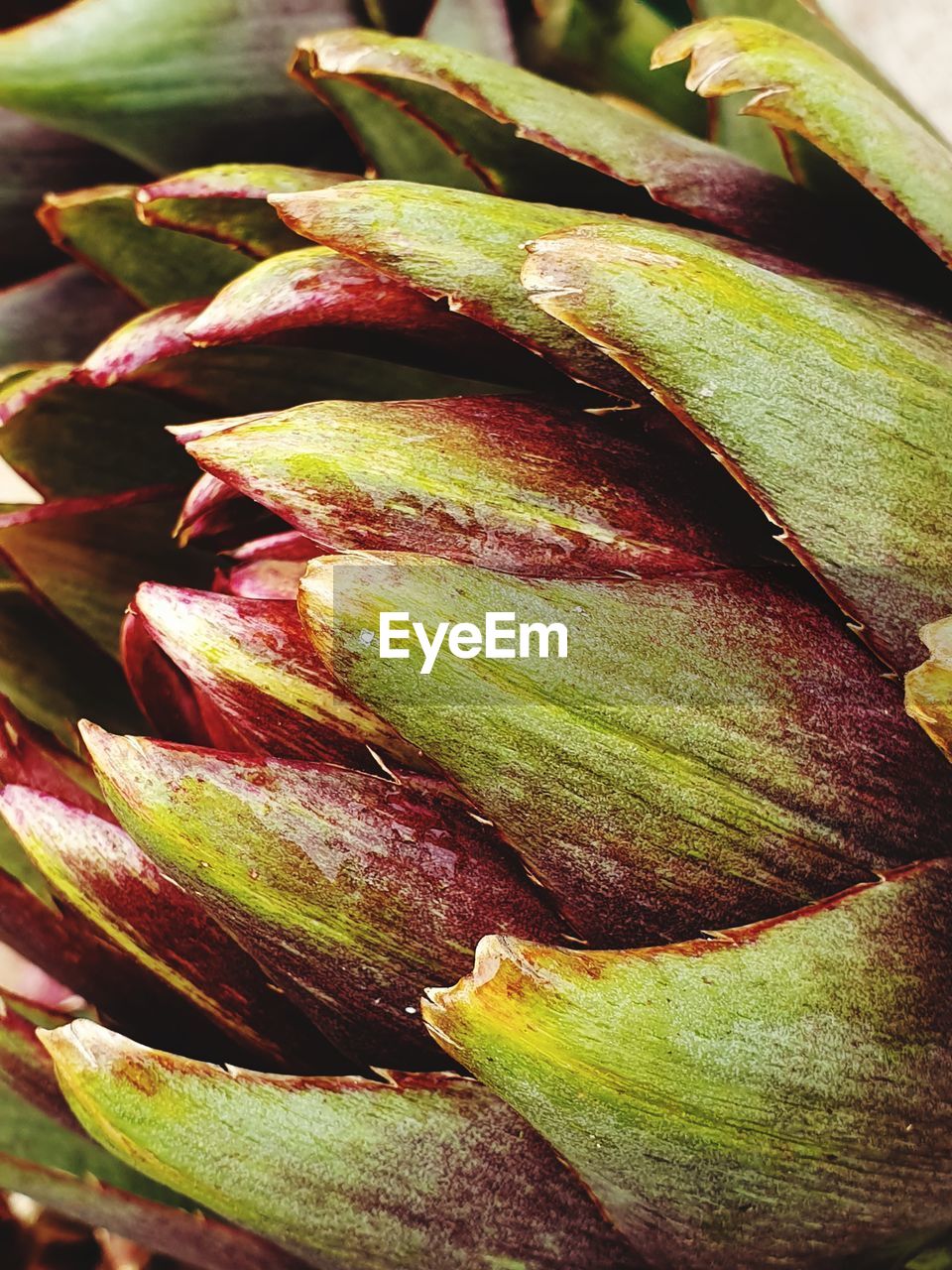 HIGH ANGLE VIEW OF FRESH GREEN LEAF