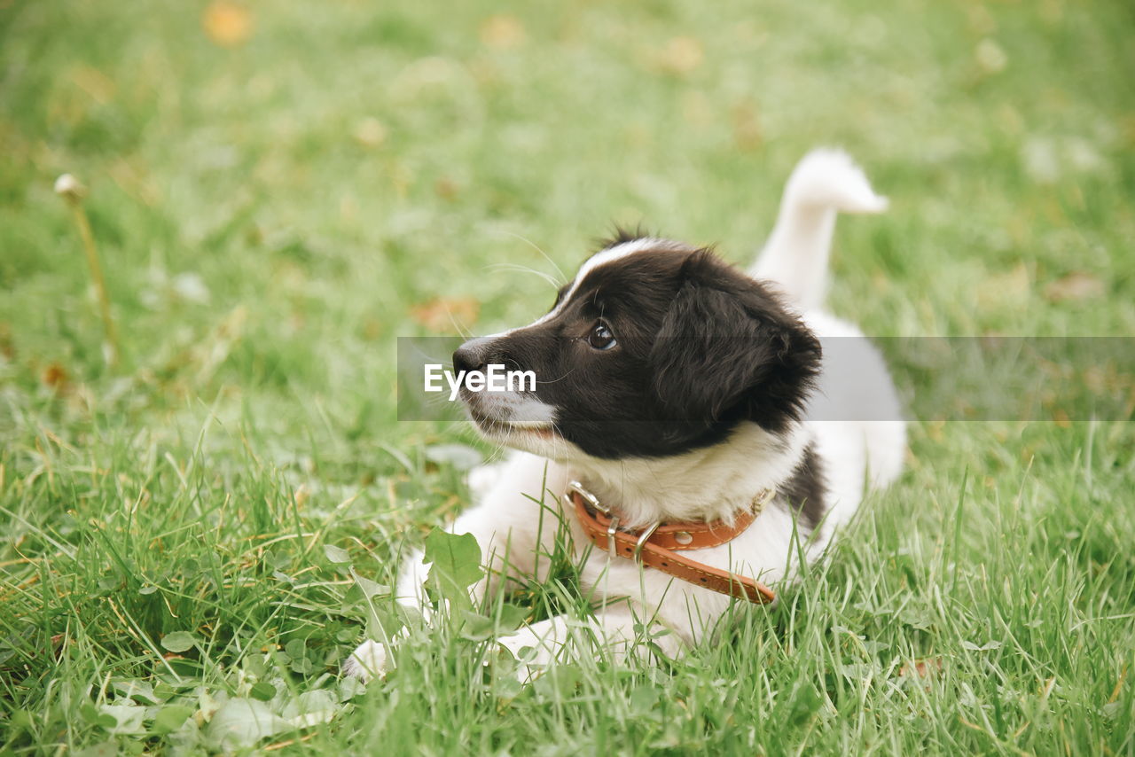 Dog looking away on field