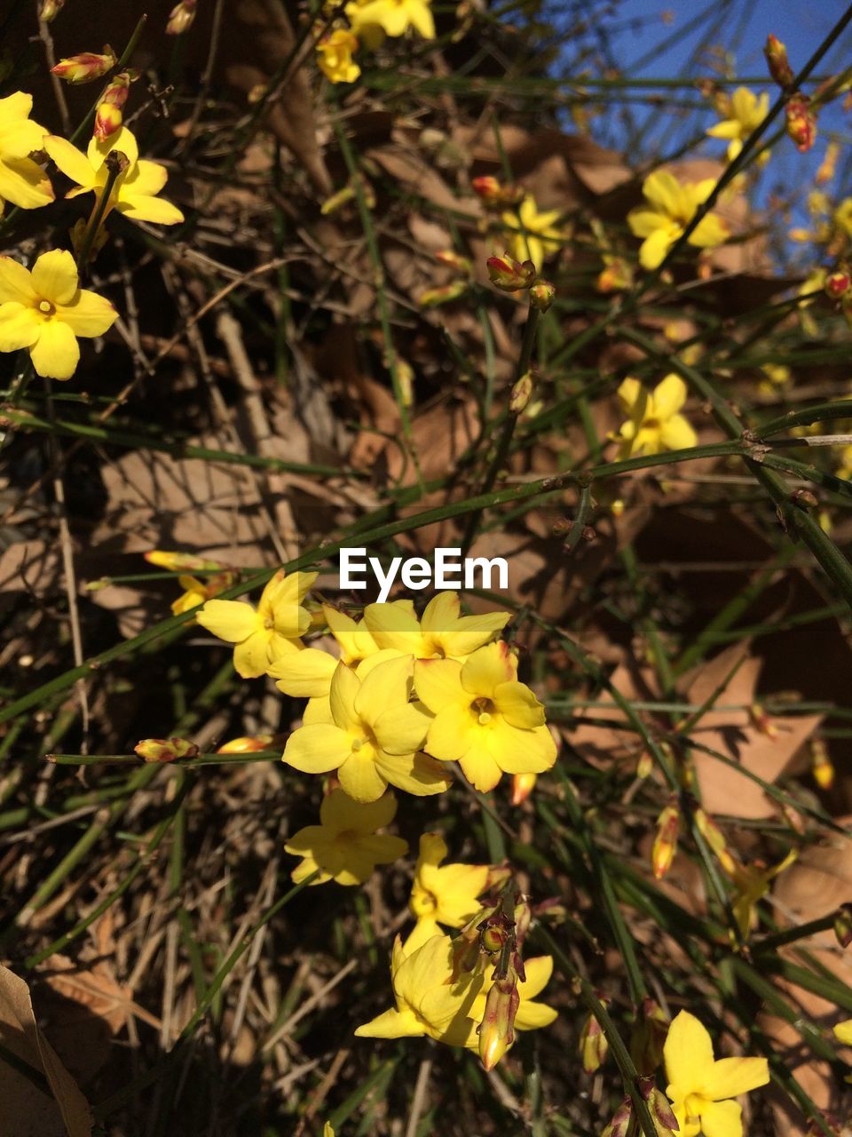 CLOSE-UP OF YELLOW FLOWERS BLOOMING