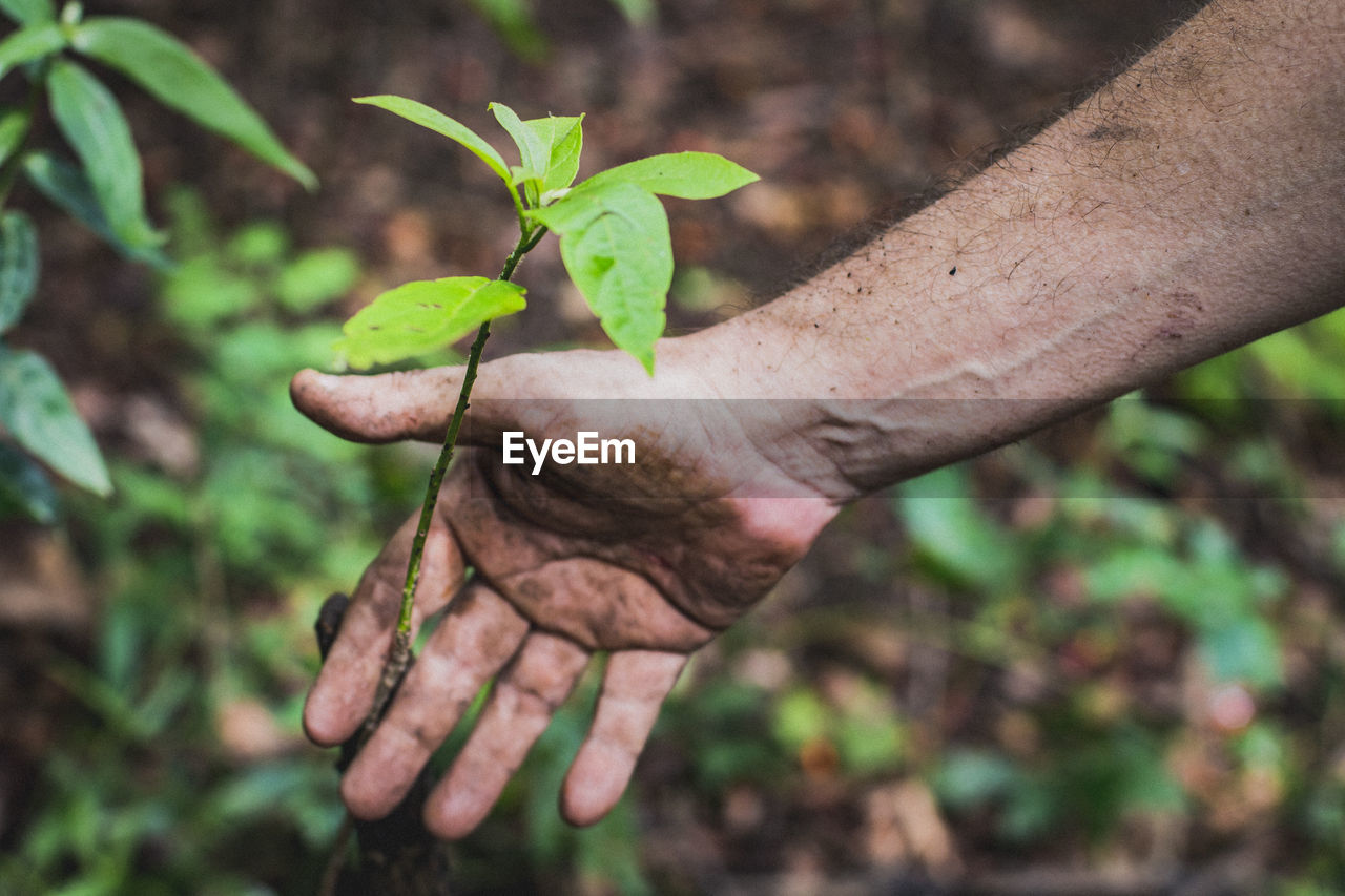 CLOSE-UP OF HUMAN HAND HOLDING PLANT