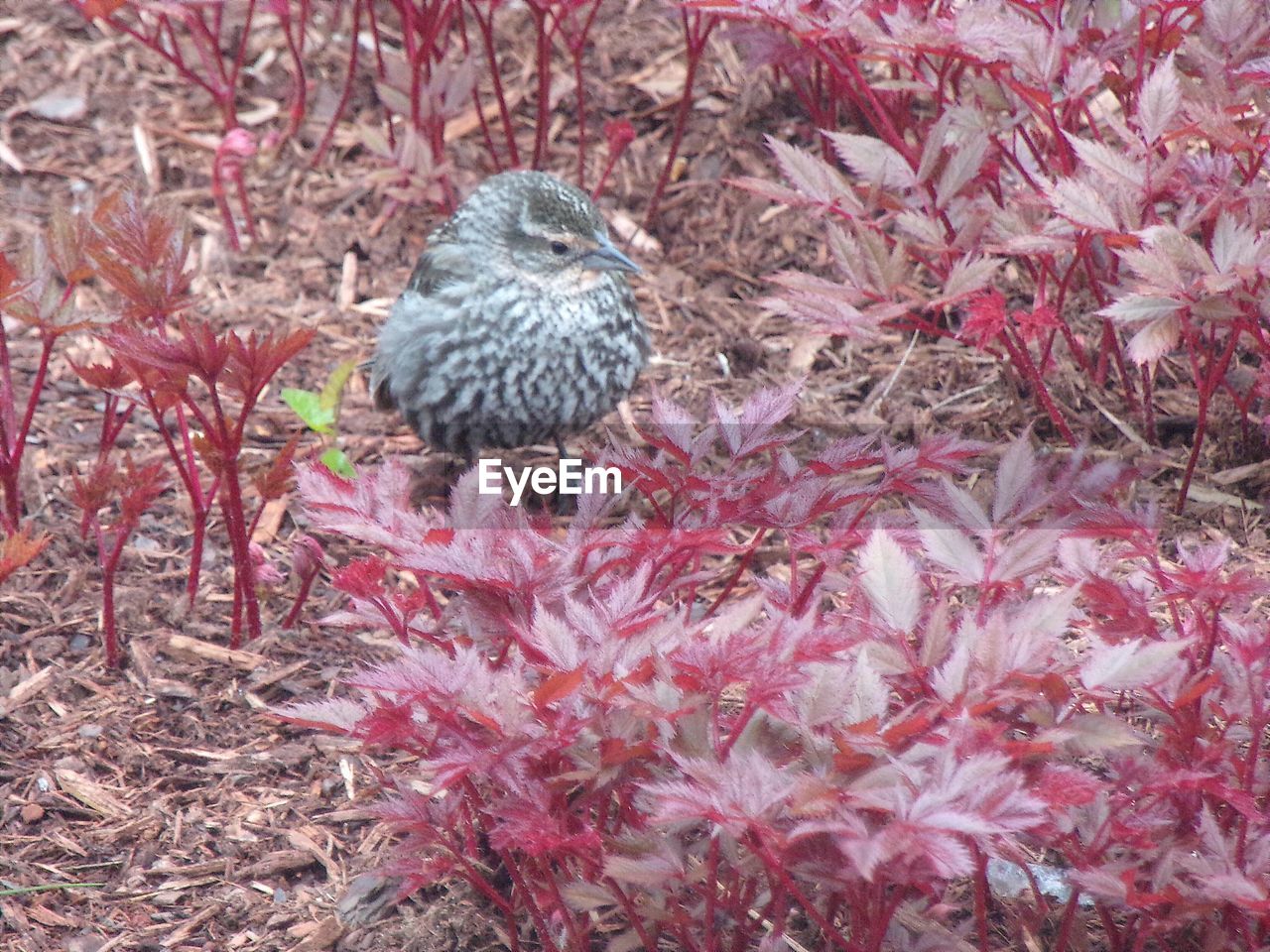 CLOSE-UP OF BIRD PERCHING ON A PLANT