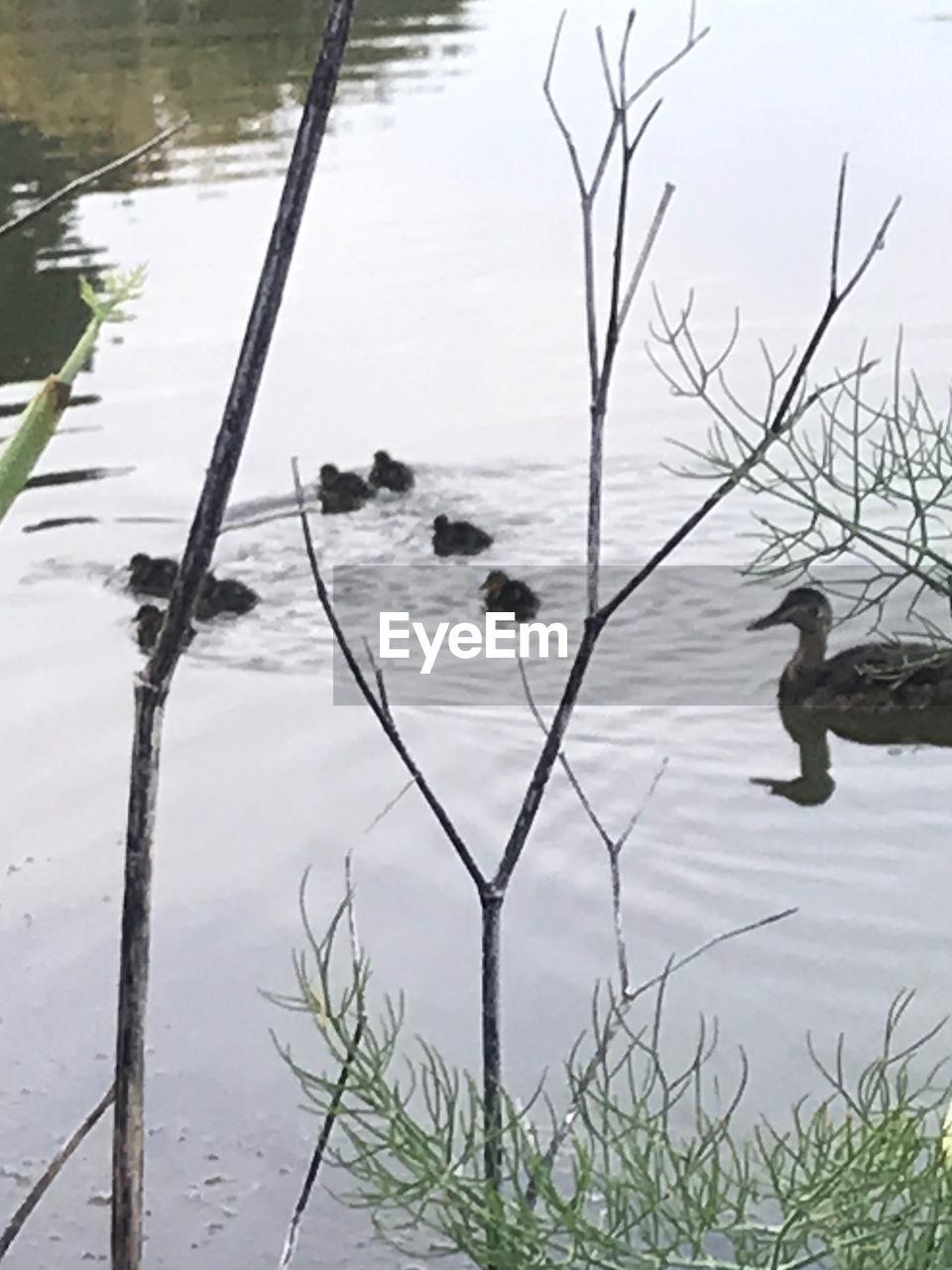 DUCKS FLOATING ON LAKE