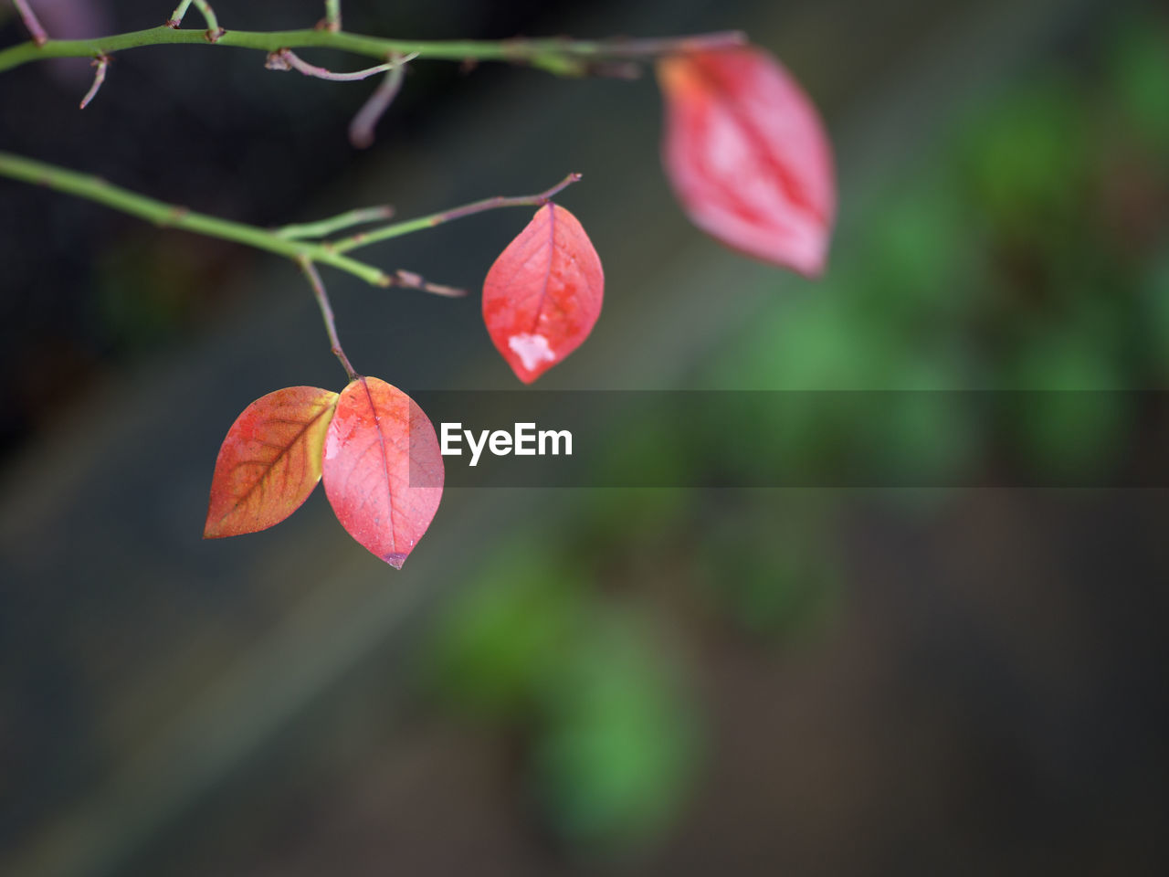 plant, leaf, flower, beauty in nature, nature, red, freshness, close-up, macro photography, plant part, no people, petal, growth, focus on foreground, tree, plant stem, pink, blossom, fruit, outdoors, flowering plant, fragility, branch, green, food, food and drink, day, botany, selective focus, healthy eating, tranquility, autumn