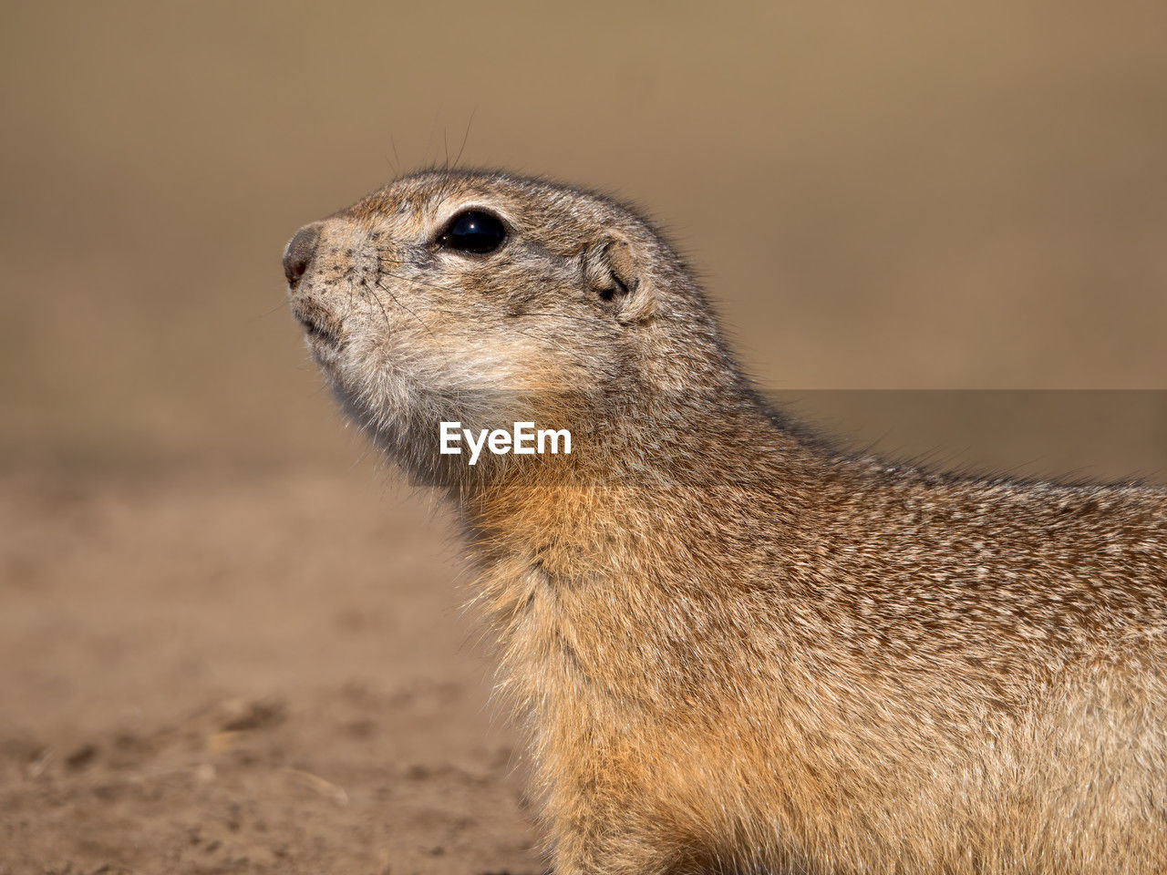 animal, animal themes, animal wildlife, one animal, wildlife, prairie dog, whiskers, mammal, no people, nature, side view, meerkat, portrait, close-up, squirrel, focus on foreground, outdoors, rodent, looking, standing, alertness, day, land
