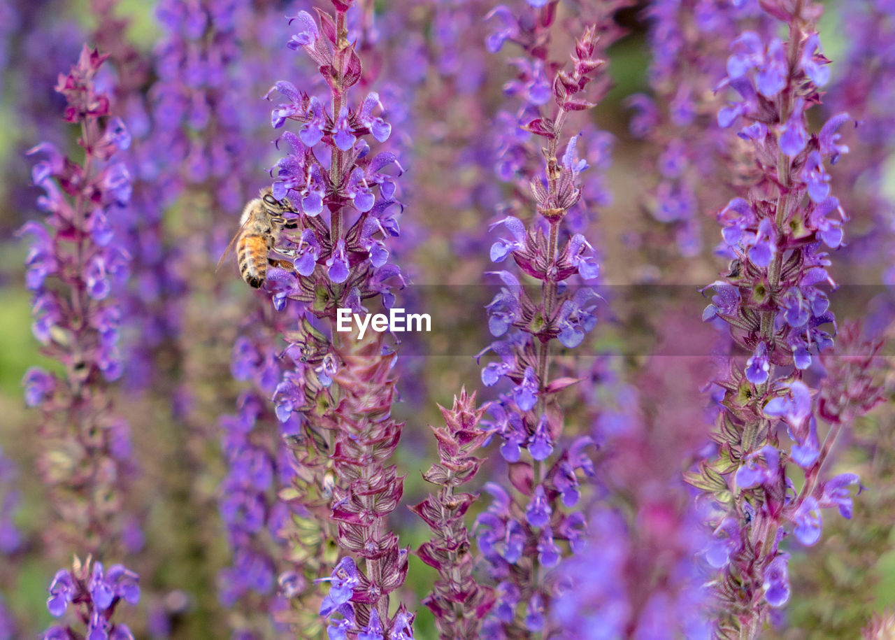 CLOSE-UP OF BEE POLLINATING ON PURPLE FLOWERS