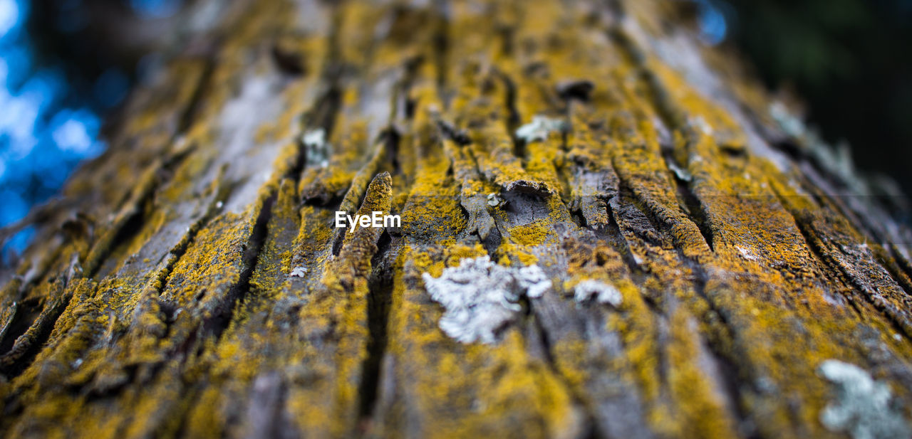 CLOSE-UP OF DRY TREE TRUNK