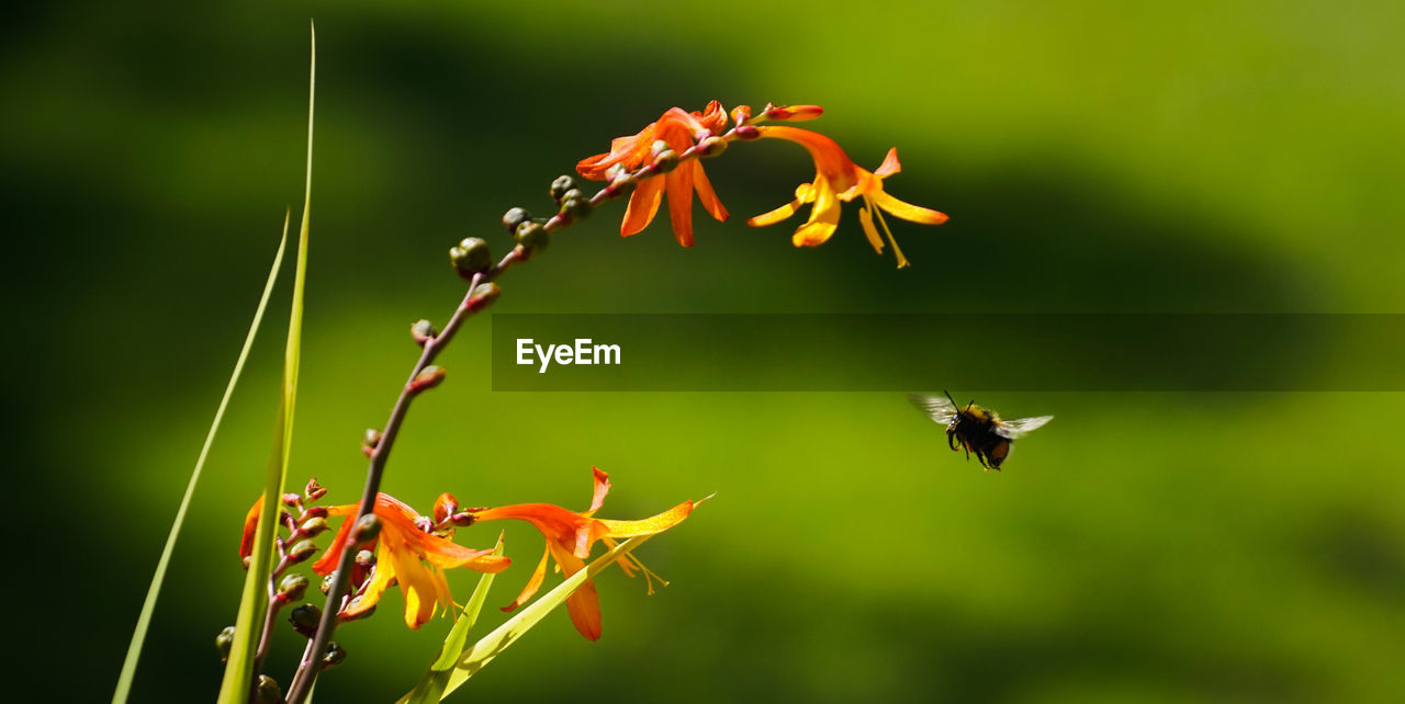 Close-up of flying bee