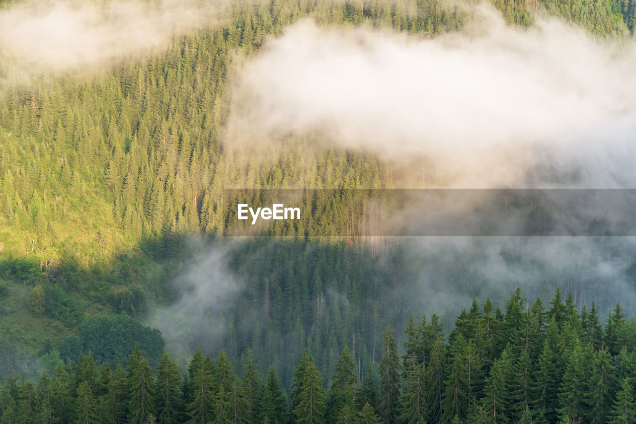 Aerial of pine forest with flowing fog.