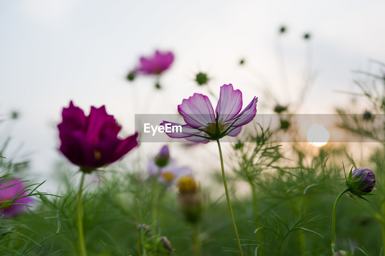 Close-up of purple cosmos flowers on field