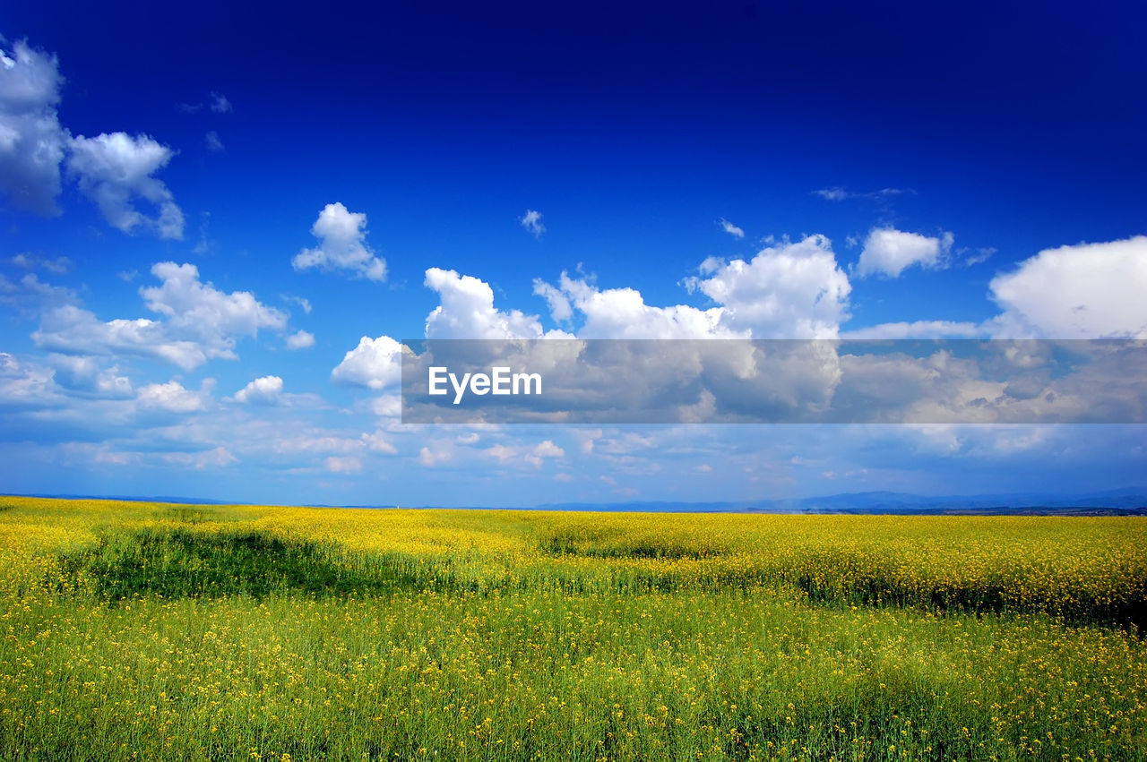 Scenic view of field against sky