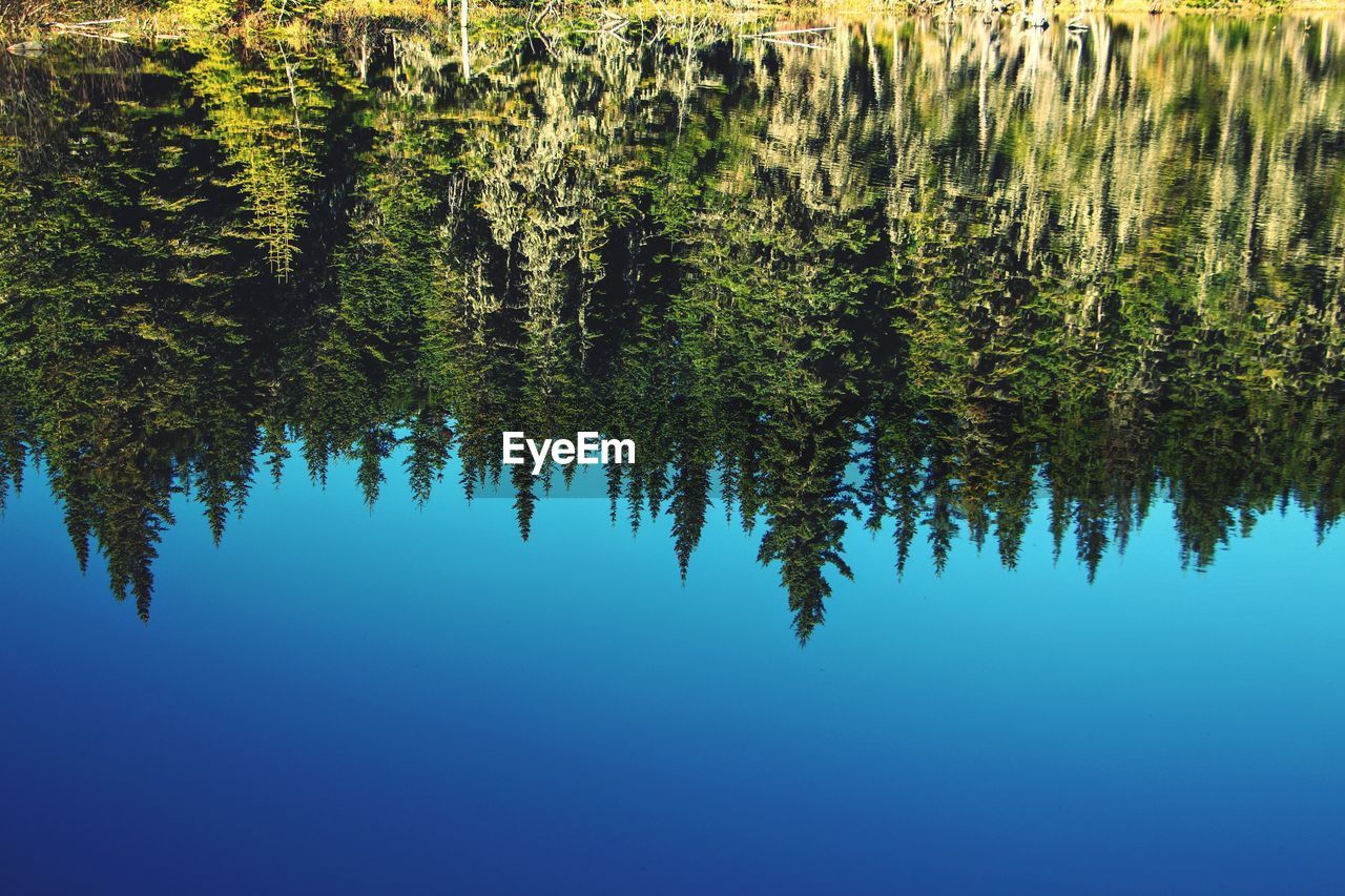 Reflection of trees in lake against blue sky