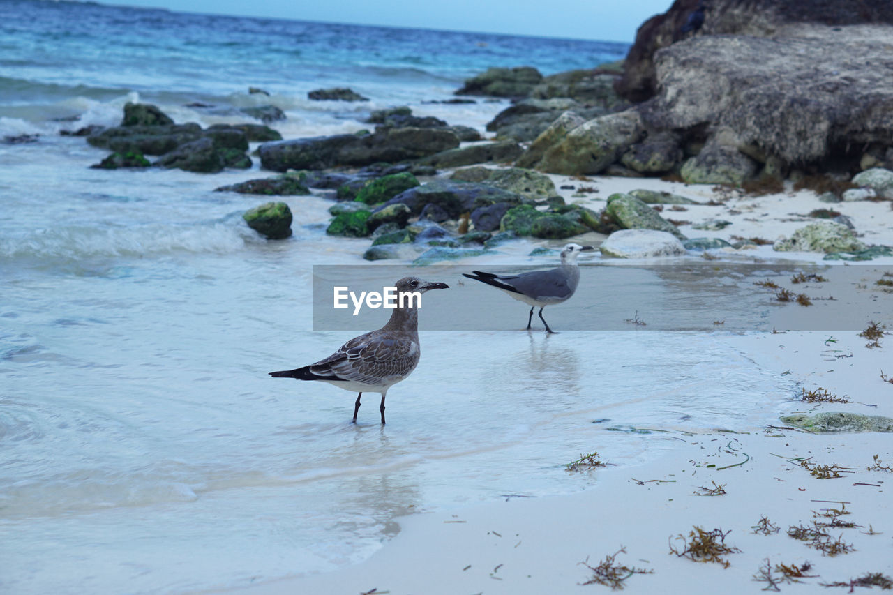 Bird perching on rock in sea