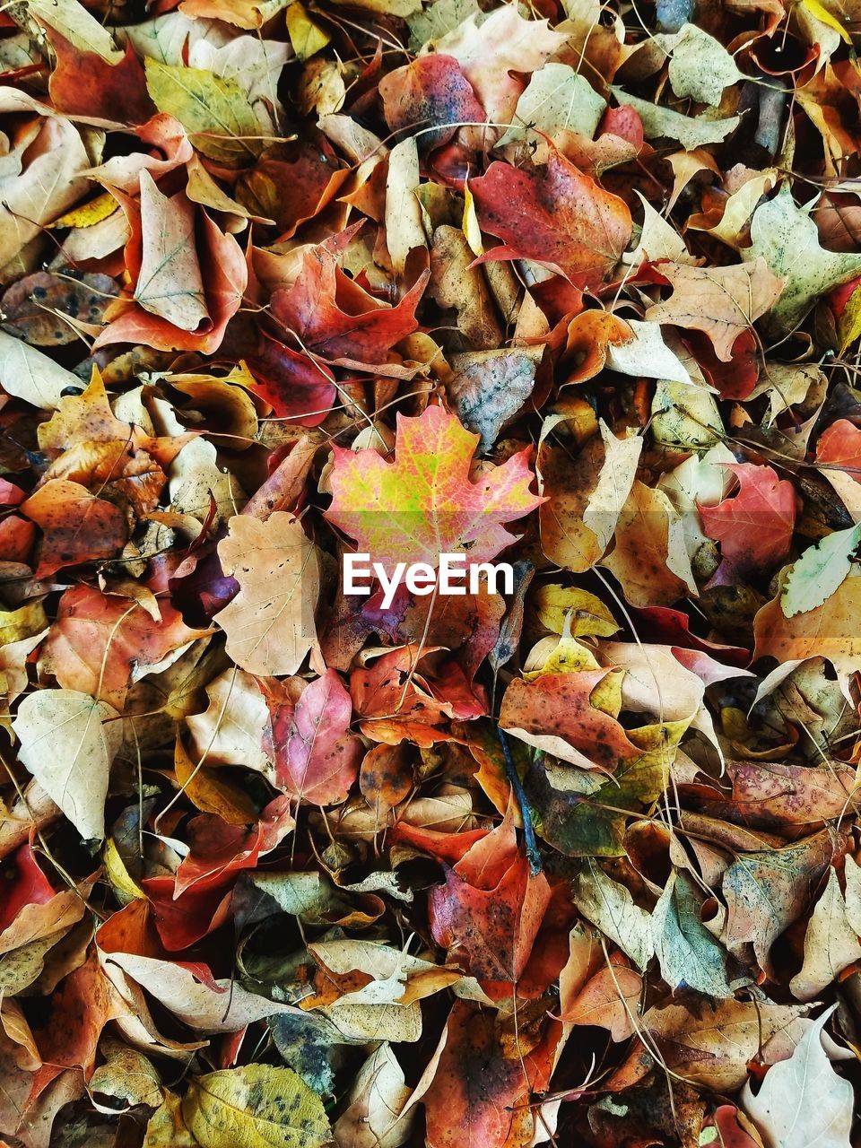 CLOSE-UP OF DRY MAPLE LEAVES FALLEN ON TREE DURING AUTUMN