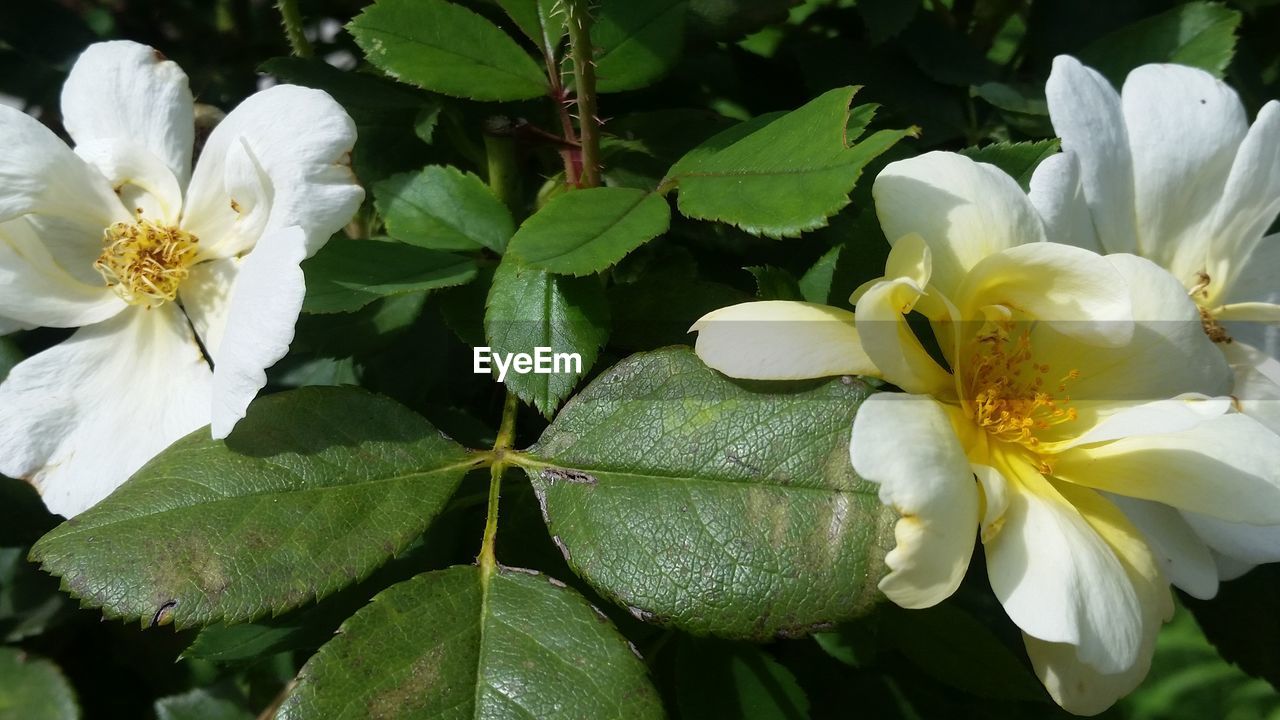 CLOSE-UP OF WHITE ROSE FLOWER