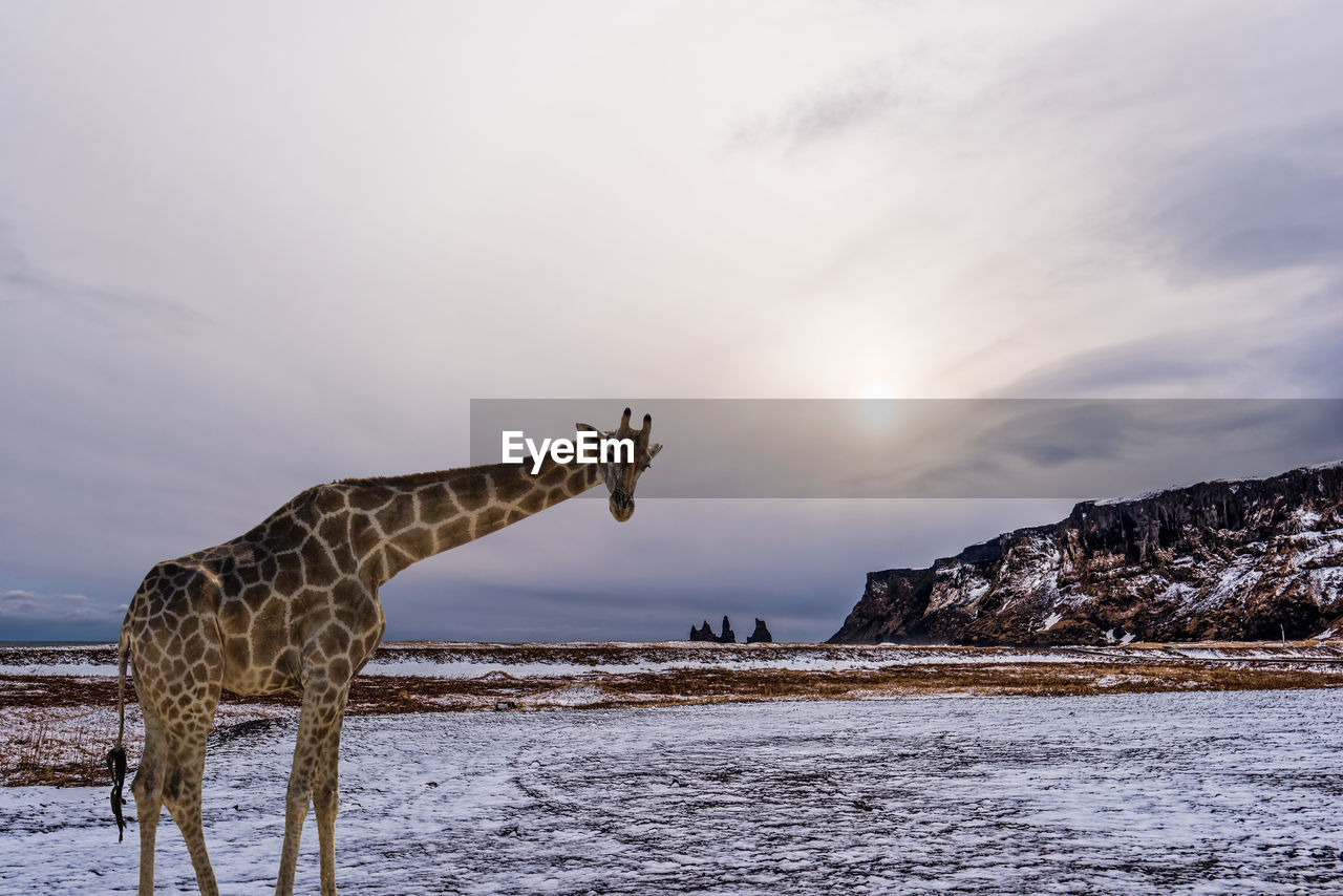 Digital composite image of giraffe on snow covered field by mountain against sky