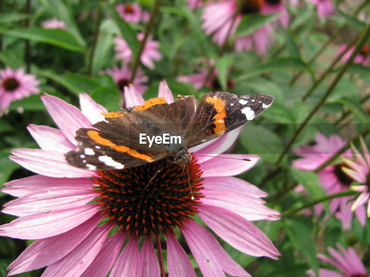 BUTTERFLY ON FLOWER