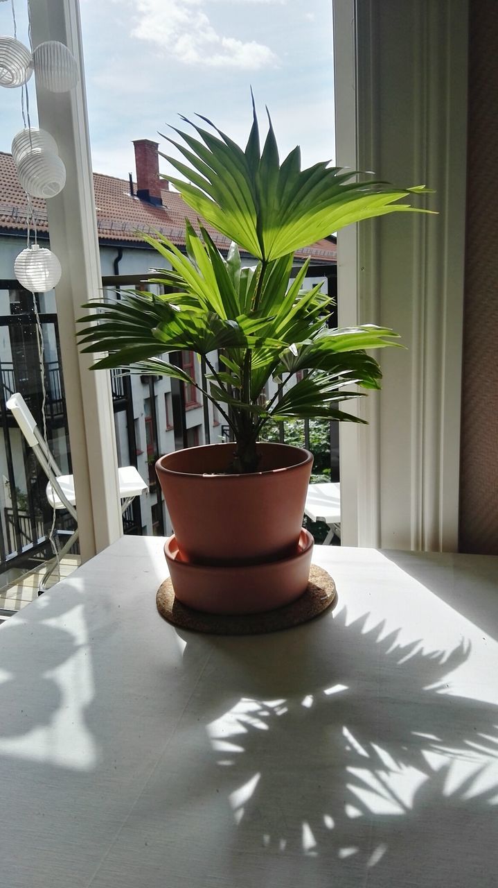 CLOSE-UP OF POTTED PLANT ON FLOOR