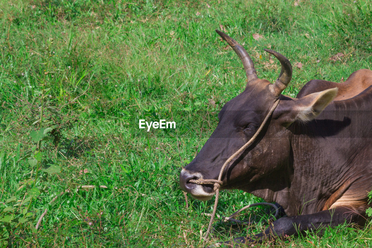 VIEW OF A HORSE ON FIELD