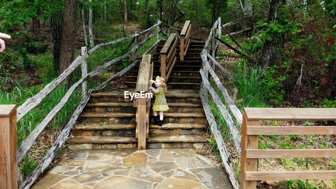 STEPS LEADING TO FOREST