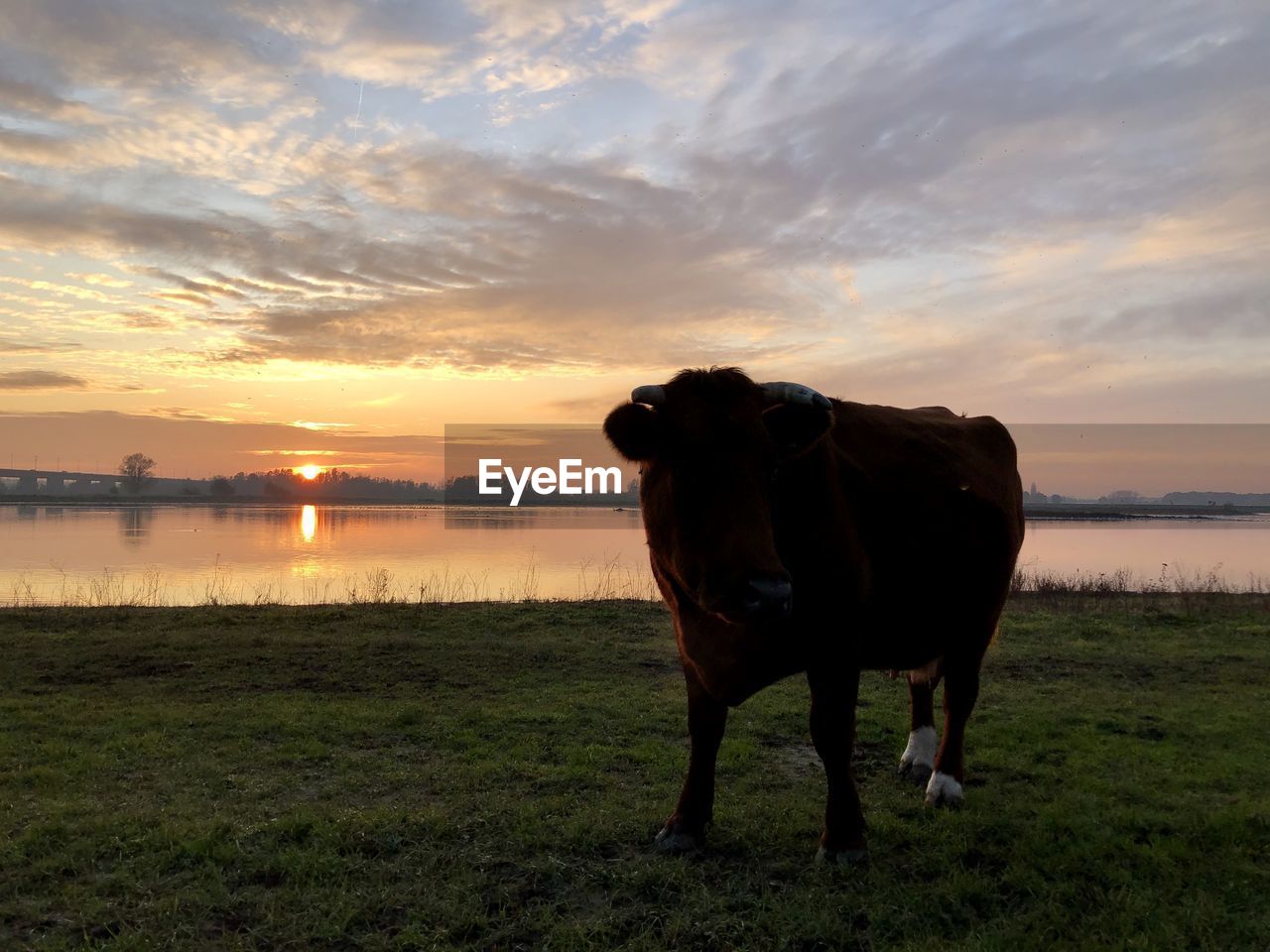 HORSE STANDING IN FARM