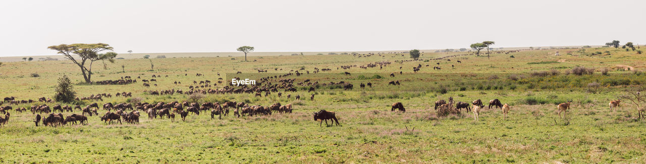 Wildebeest migration