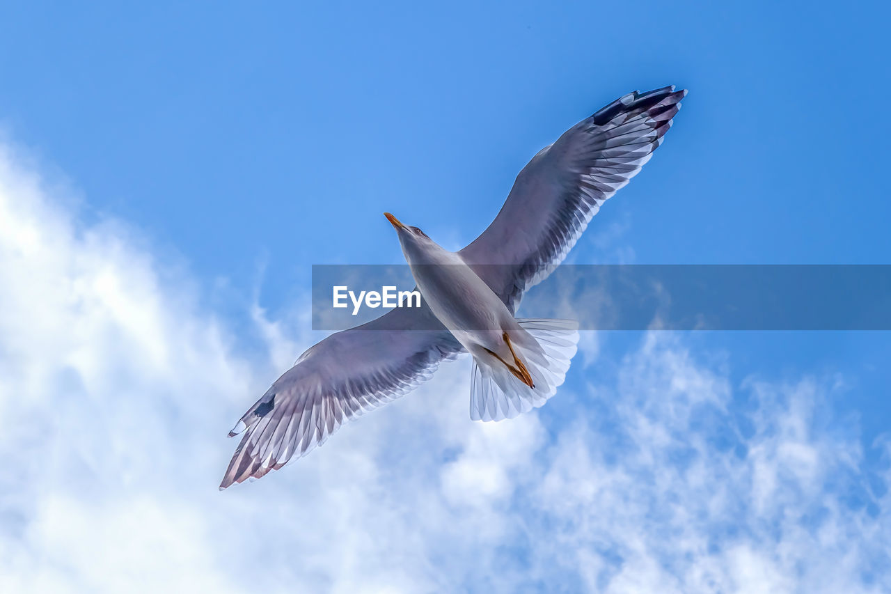 LOW ANGLE VIEW OF SEAGULLS FLYING