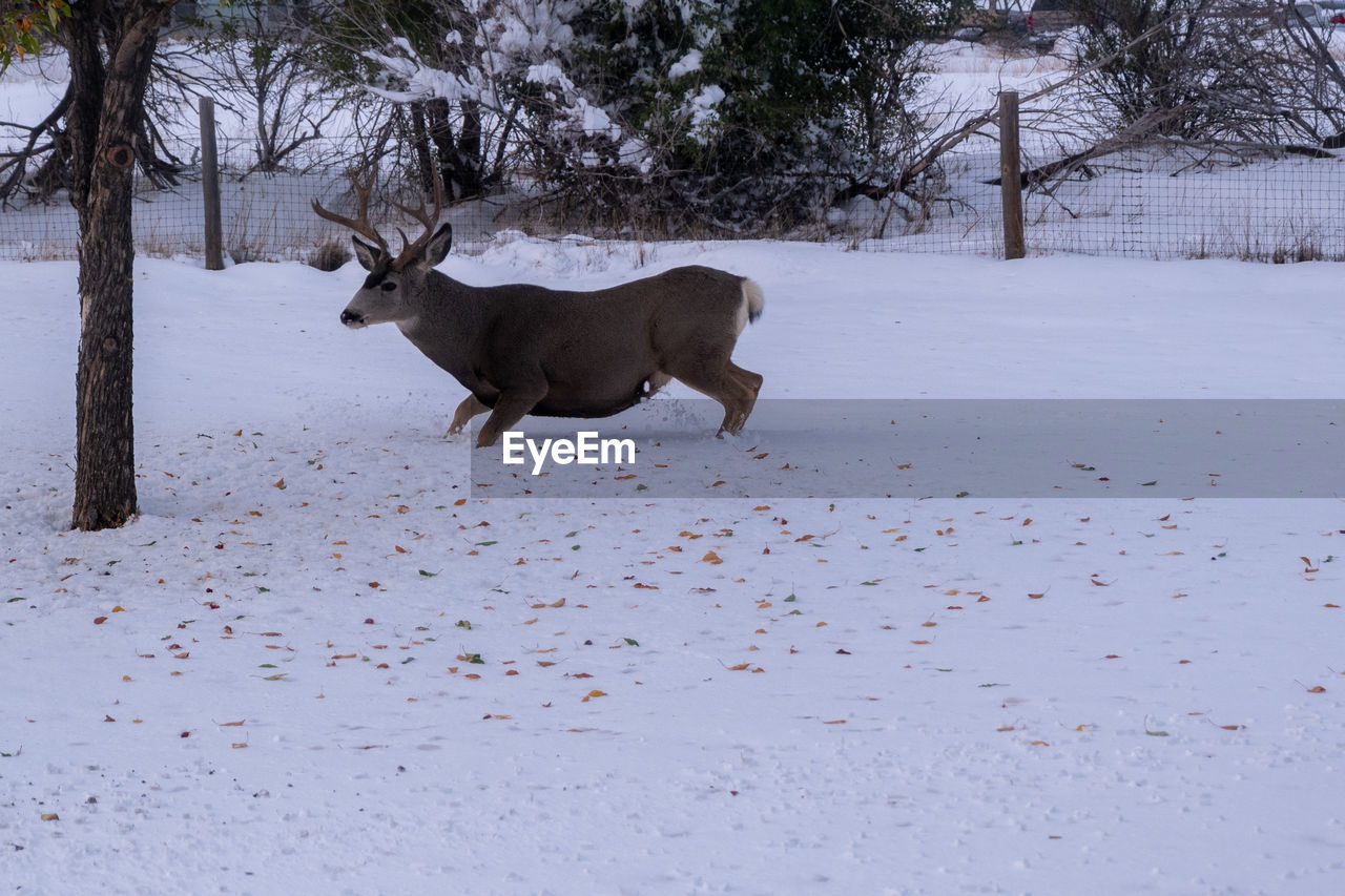 DOG STANDING ON SNOW COVERED LAND