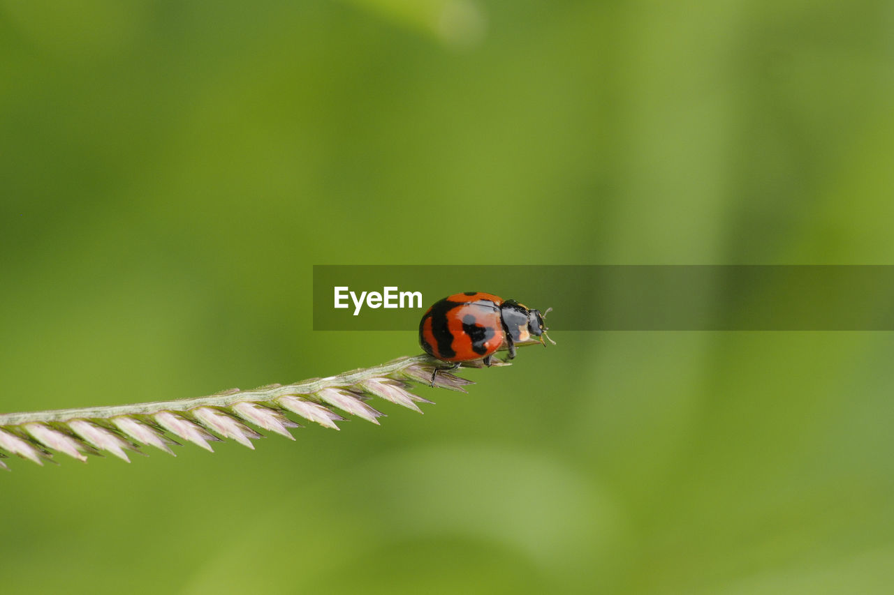 CLOSE-UP OF LADYBUG