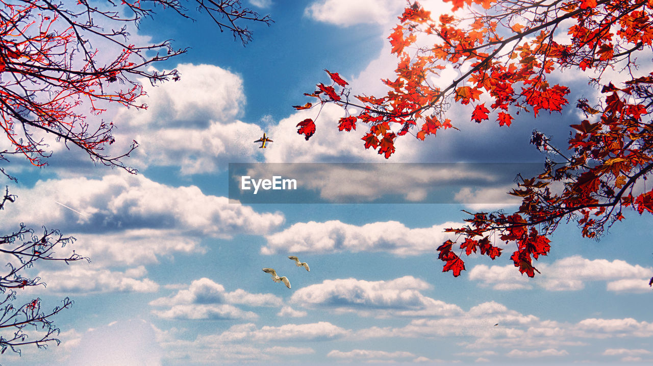 LOW ANGLE VIEW OF FLOWERING PLANT AGAINST SKY