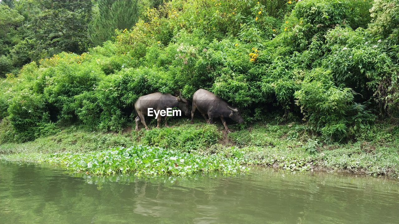 SHEEP IN LAKE