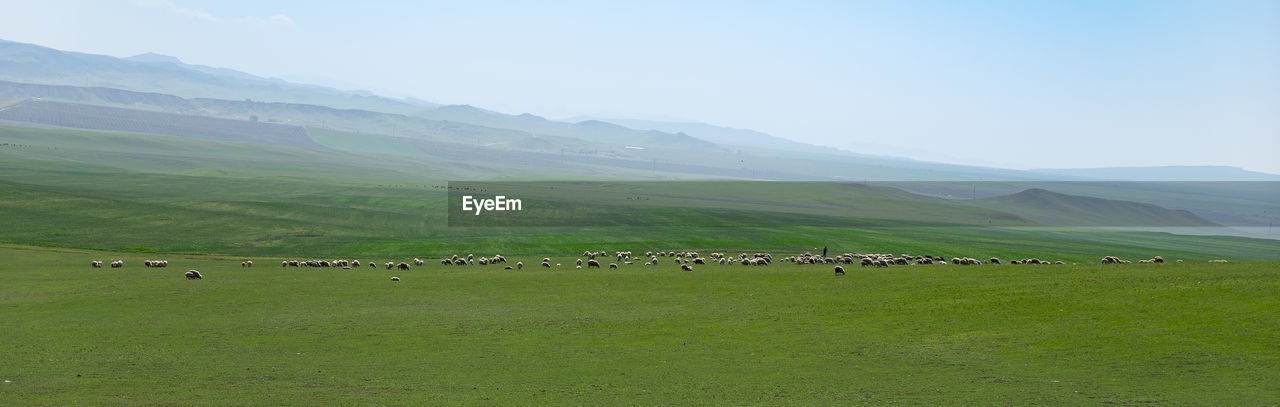 FLOCK OF SHEEP GRAZING IN A LANDSCAPE