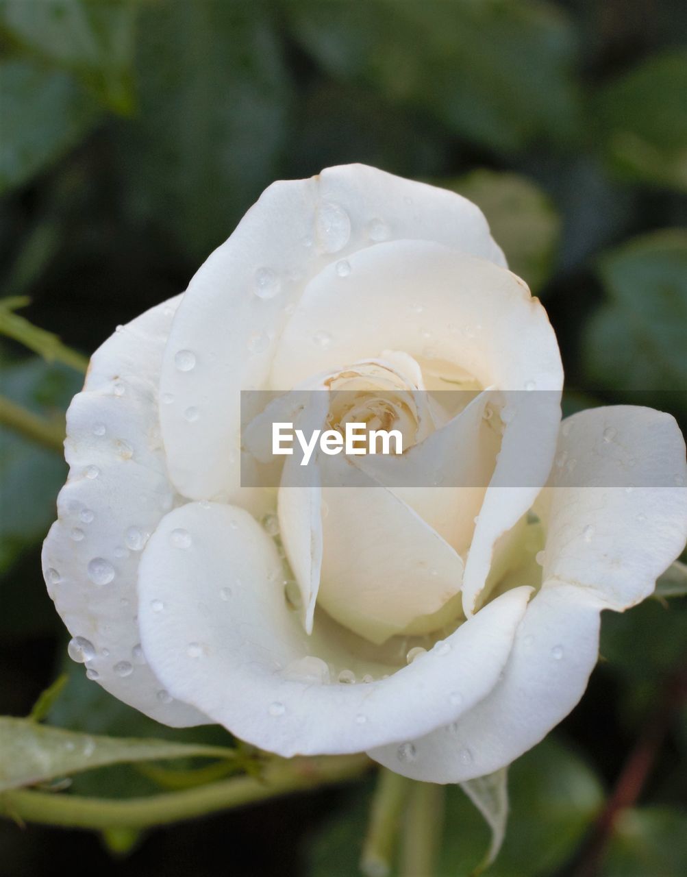 CLOSE-UP OF WET WHITE ROSE