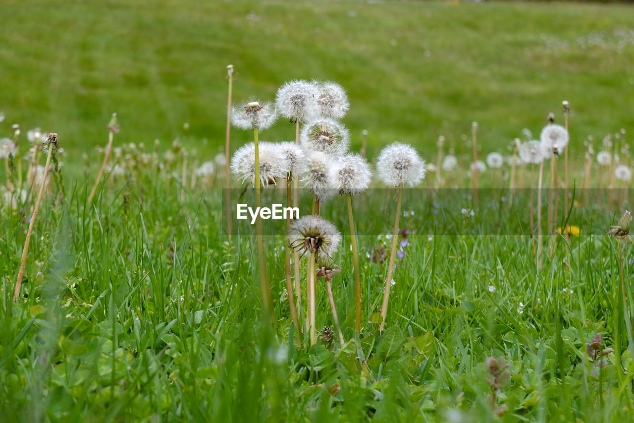 Close-up of white dandelion flower on field