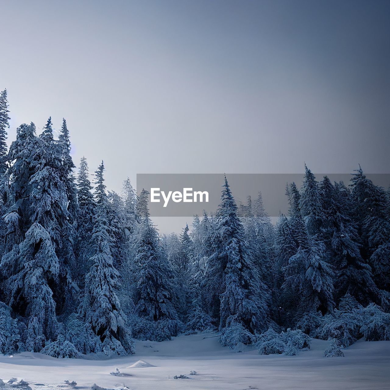winter, snow, cold temperature, tree, plant, forest, pine tree, coniferous tree, environment, beauty in nature, nature, scenics - nature, landscape, land, pinaceae, frozen, sky, tranquil scene, pine woodland, tranquility, woodland, non-urban scene, blue, no people, mountain, white, mountain range, polar climate, evergreen tree, ice, spruce tree, outdoors, frost, copy space, idyllic, freezing, spruce, wilderness, remote, fir, fog, fir tree