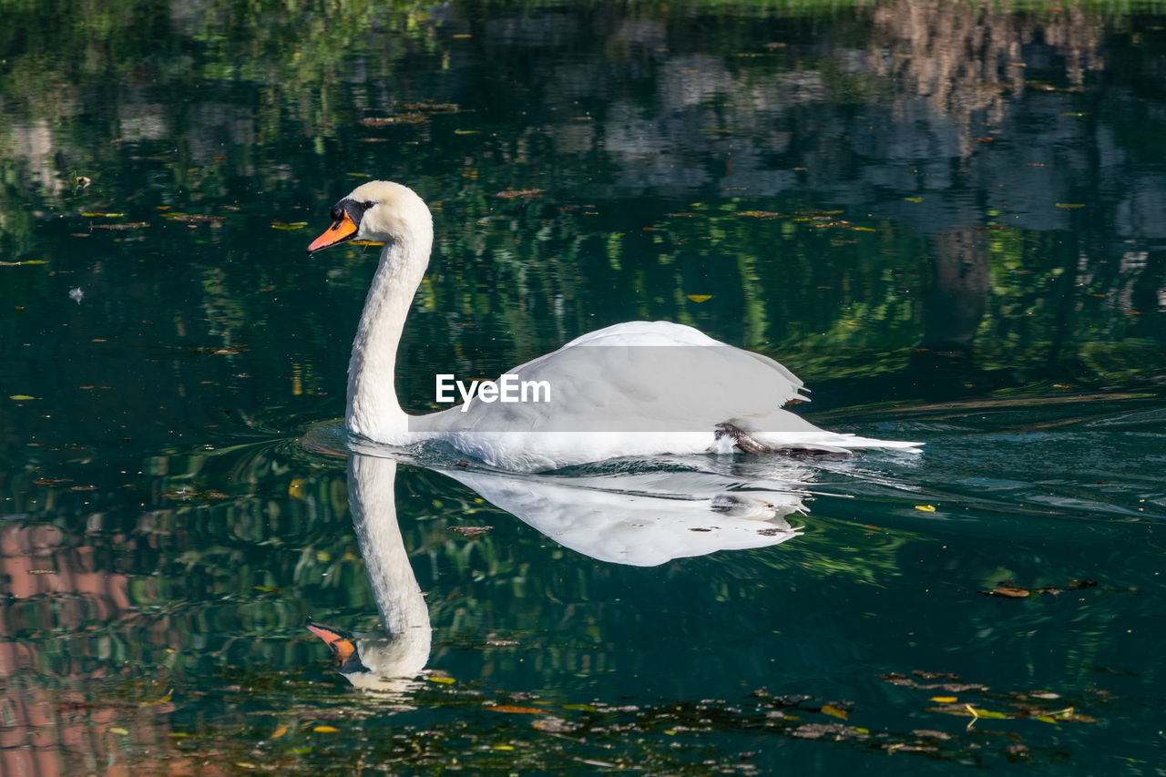 Swan, cygnus on the altmuehl river in essing, bavaria, germany sunny day in autumn