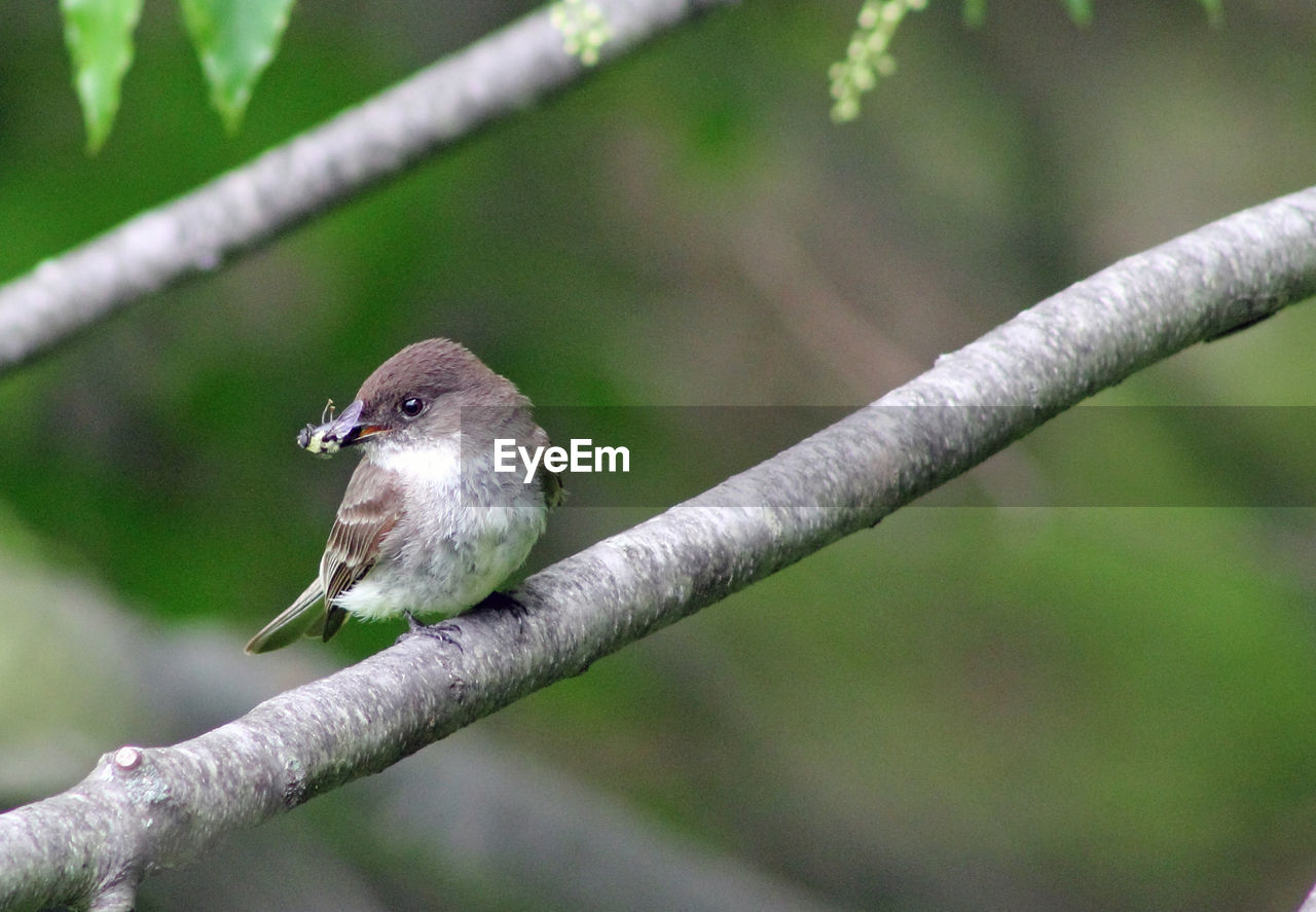 High angle view of eastern phoebe perching on twig while holding insect in beak