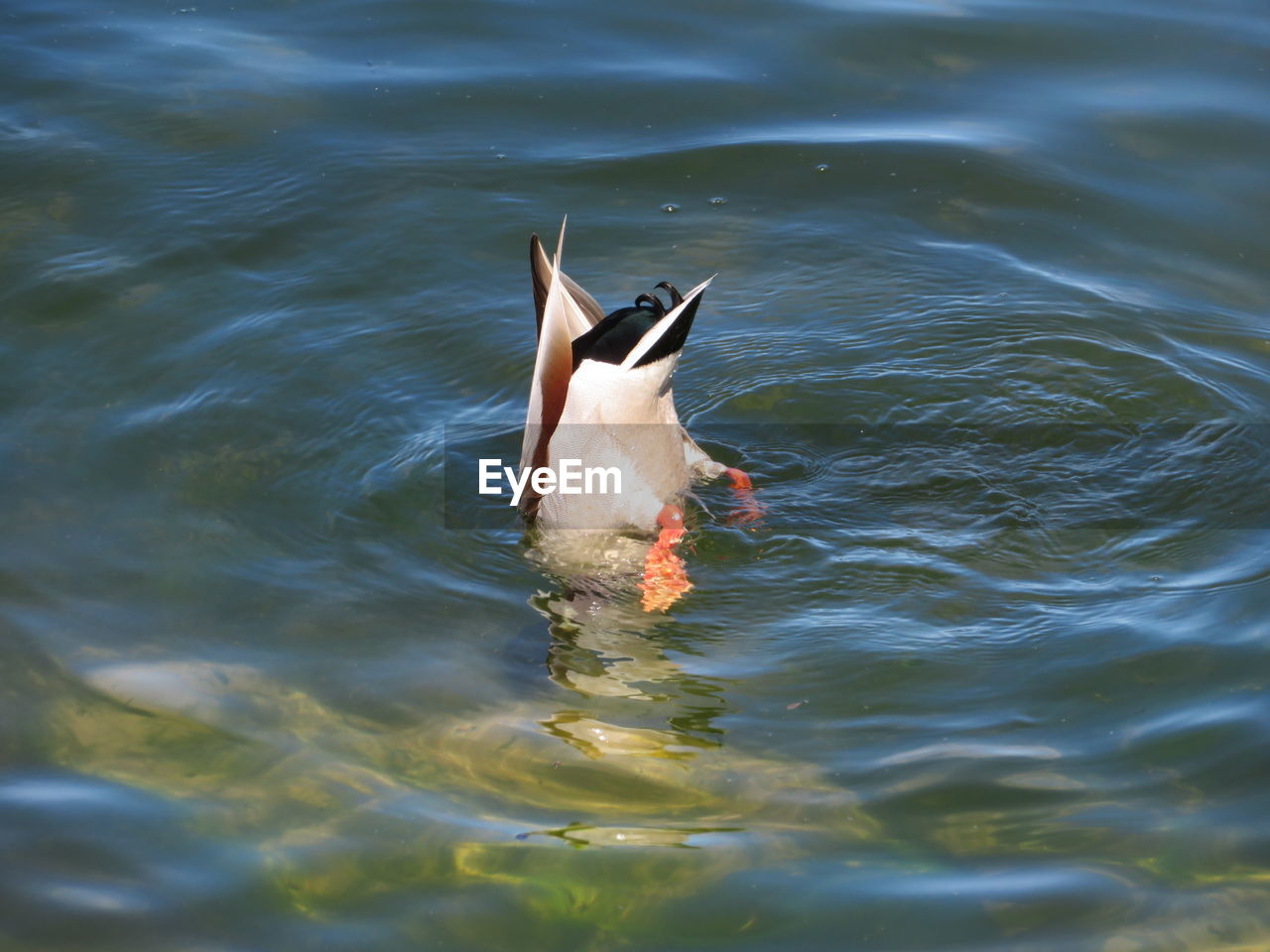 close-up of duck swimming in lake