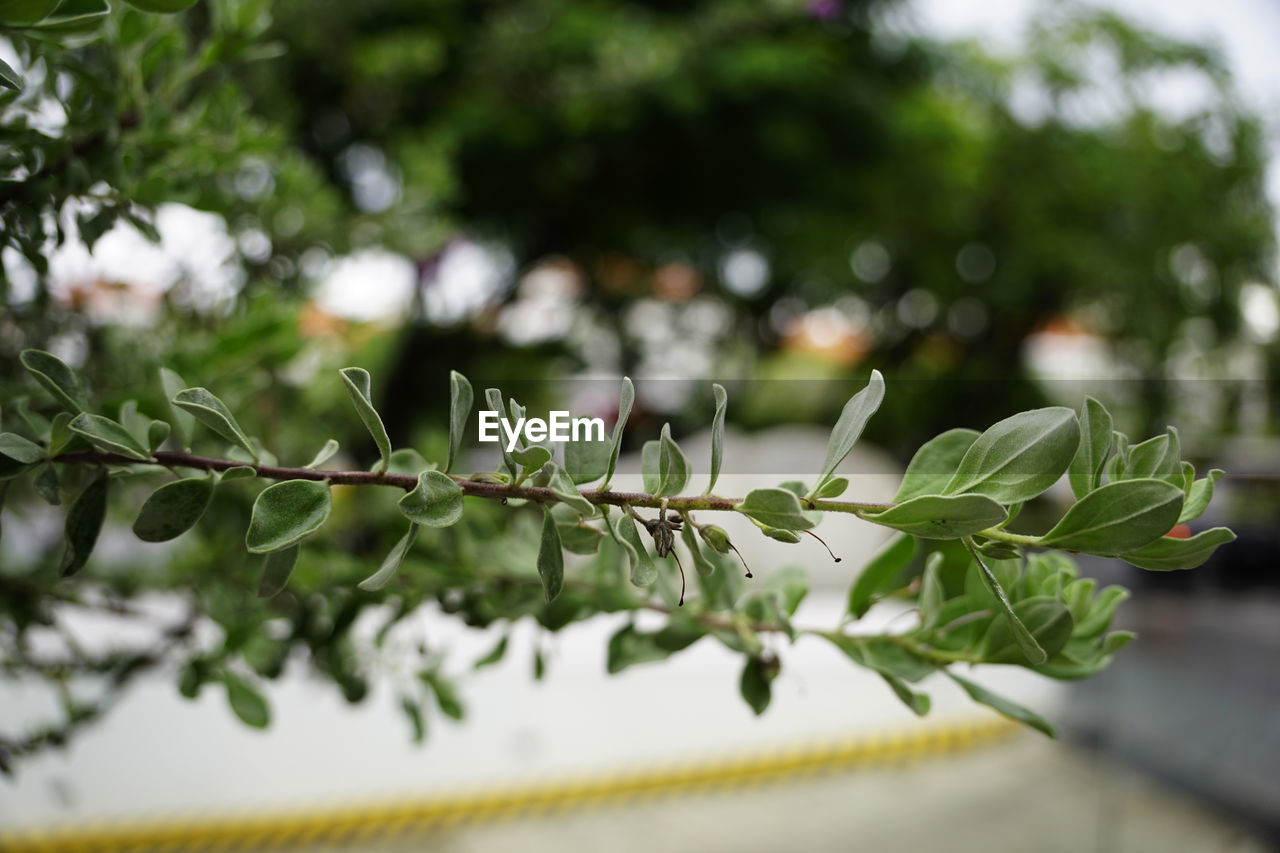 Evergreen leaves branch on the street