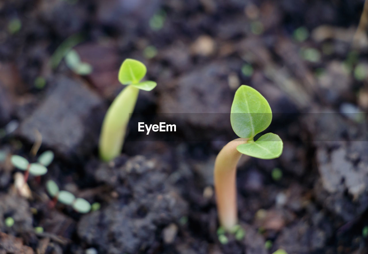 Close-up of small plant growing on field