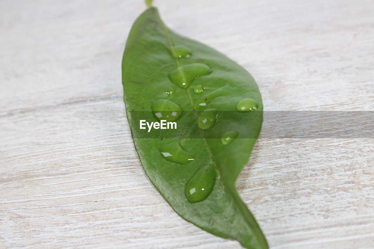 CLOSE-UP OF WET GREEN LEAF ON TABLE