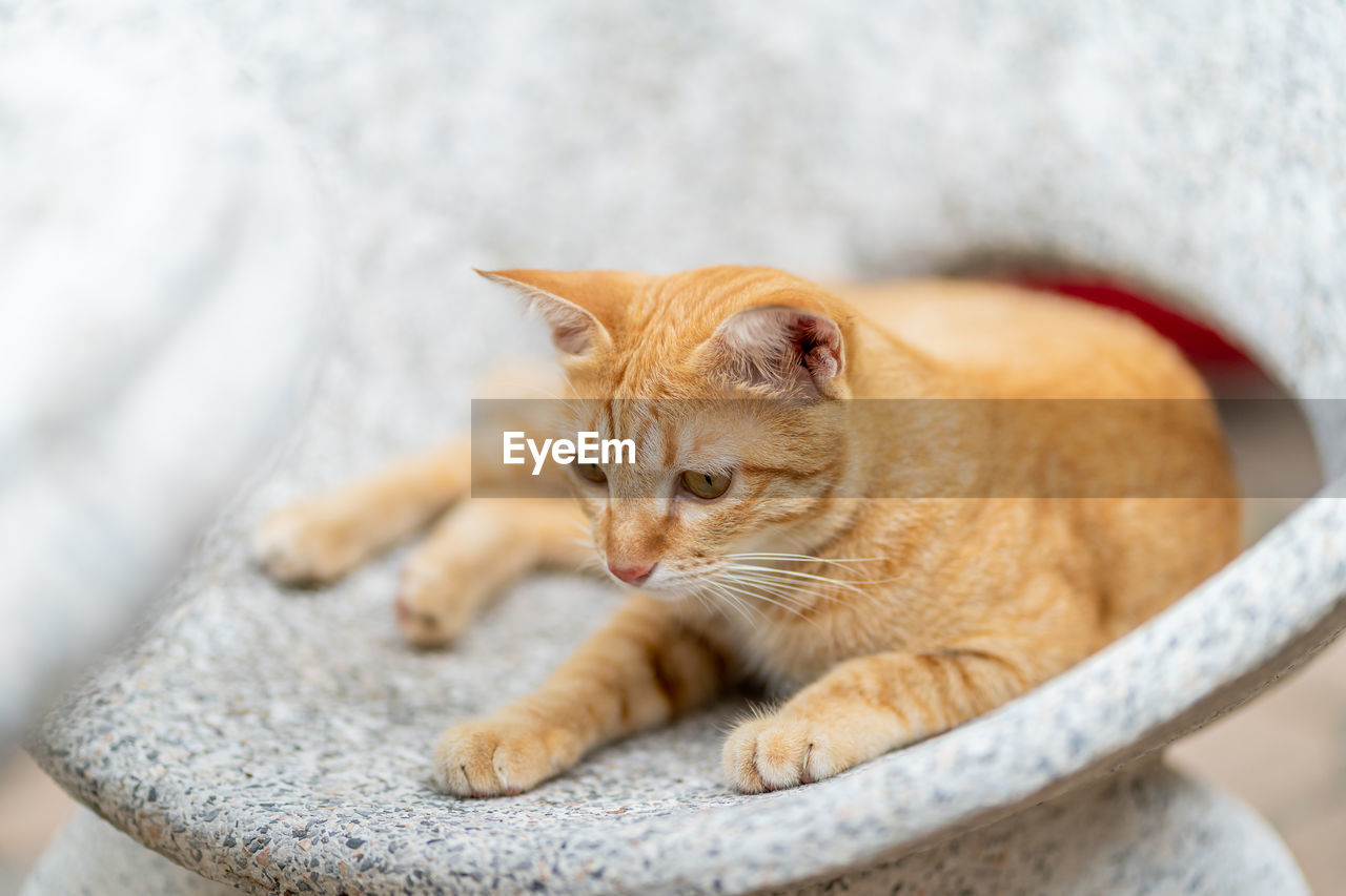 Ginger tabby cat lying on the marble bench.