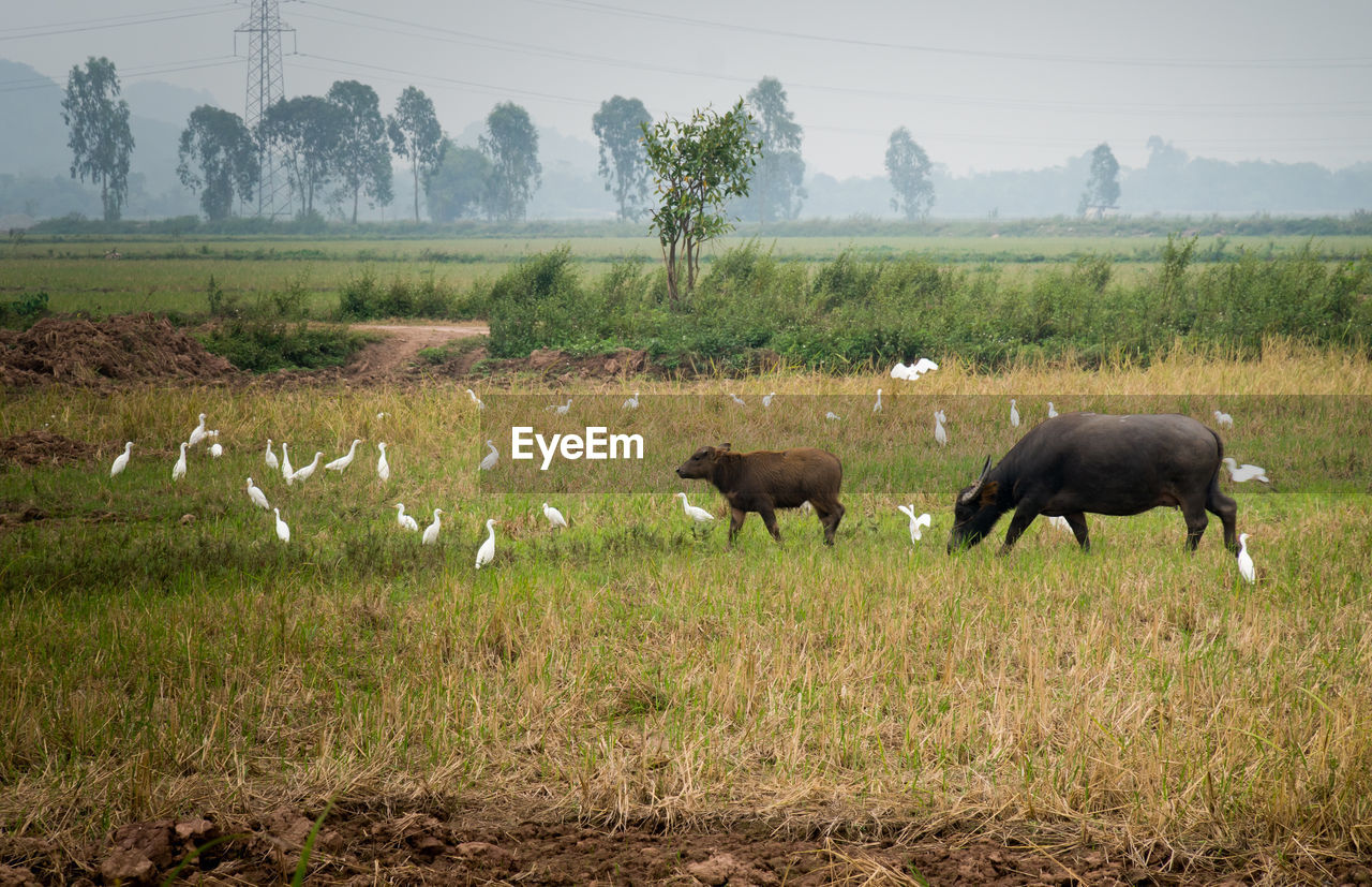 HERD OF SHEEP ON FIELD