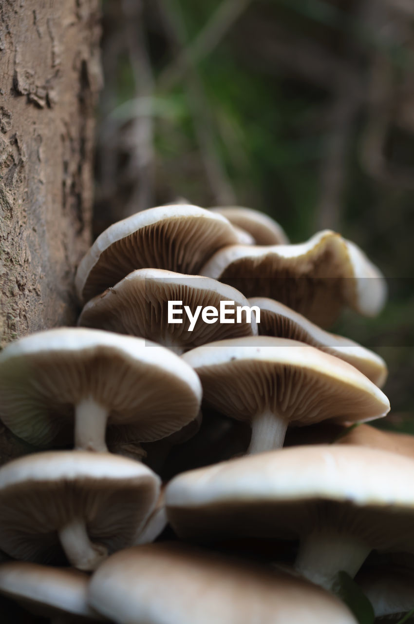 Close-up of mushrooms