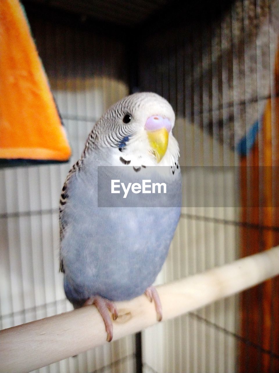 pet, animal themes, animal, bird, parakeet, parrot, cage, birdcage, beak, animal wildlife, perching, one animal, animals in captivity, budgerigar, yellow, no people, close-up, wildlife, focus on foreground, wing, lovebird, domestic animals, trapped, day, metal, indoors, nature