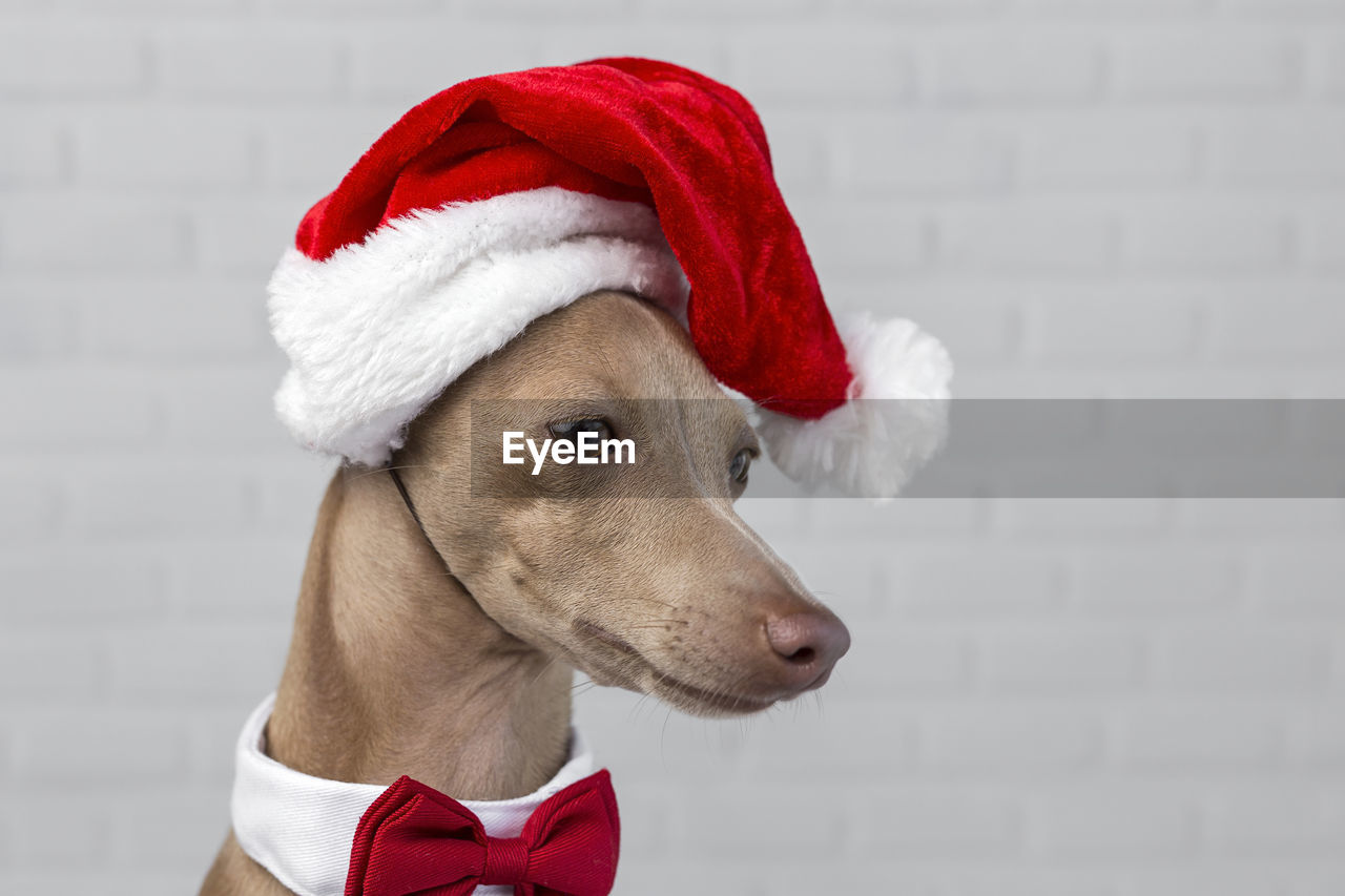 Close-up of dog santa hat during christmas