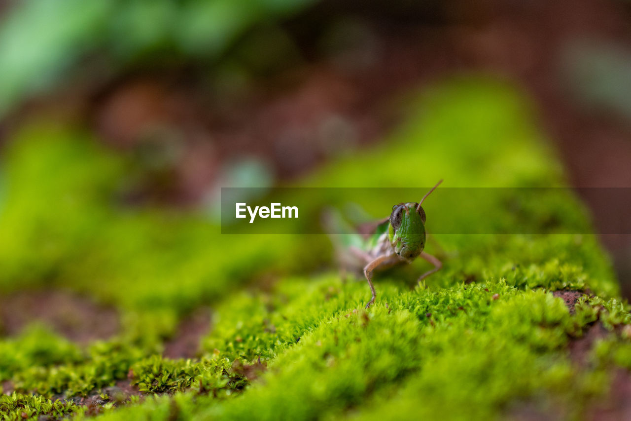 Grasshopper looking out of the mosses forest