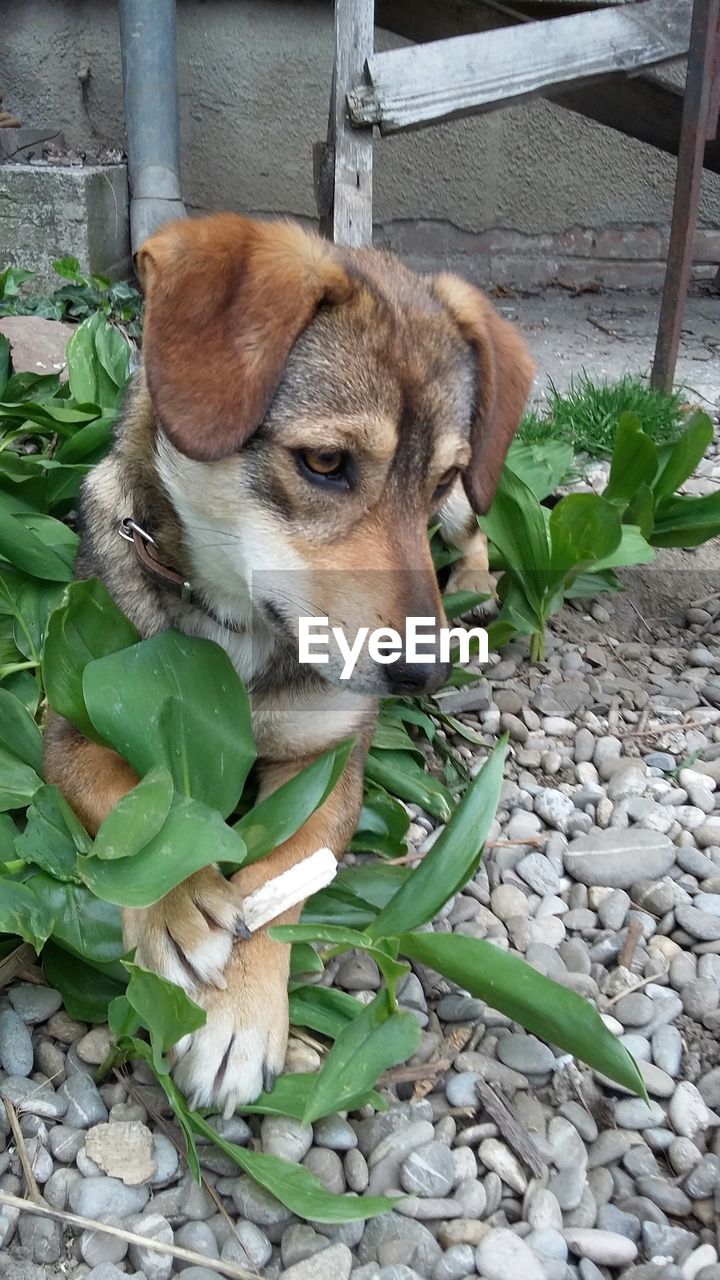 Dog relaxing on plant outdoors