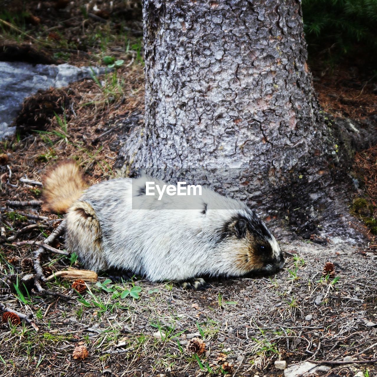 Close-up of sheep on tree trunk in forest