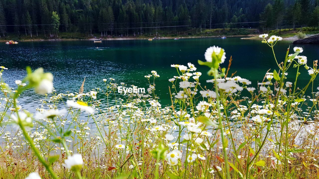 Close-up of daisy flowers in lake